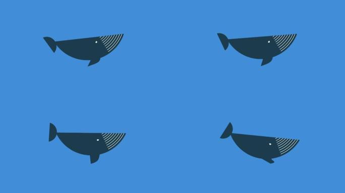 大蓝鲸在游泳。卡通动画。2D风格的动画。鲸鱼被隔离在蓝色背景上。物体移动它的尾巴，鳍，眼睛。保护环境