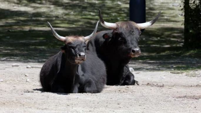 Aurochs，Bos primigenius taurus在德国公园-国内高地牛