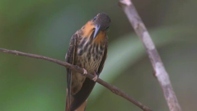 蜂鸟科 (Trochilidae) 是小鸟目中的一个科。从阿拉斯加和拉布拉多到火地岛，美国有350多