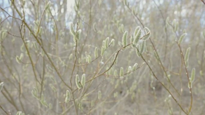 爱沙尼亚森林中植物的绿色小叶