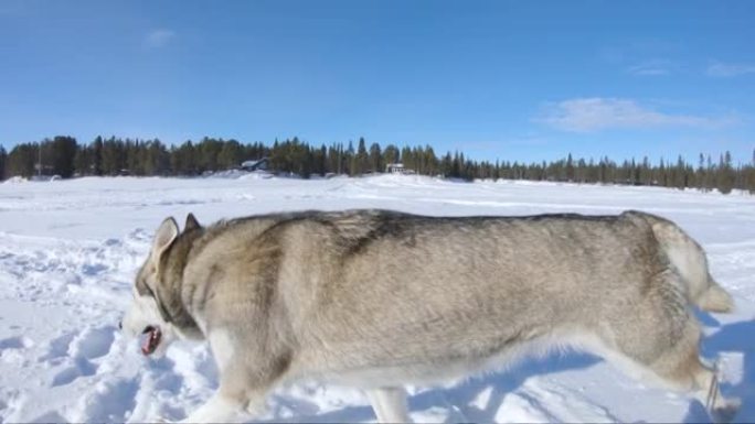 快乐的西伯利亚哈士奇狗在雪地上的雪橇旁奔跑。