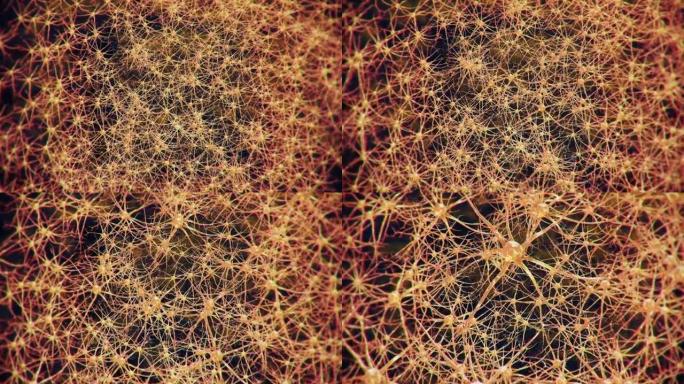 神经元网络活动神经元网络活动