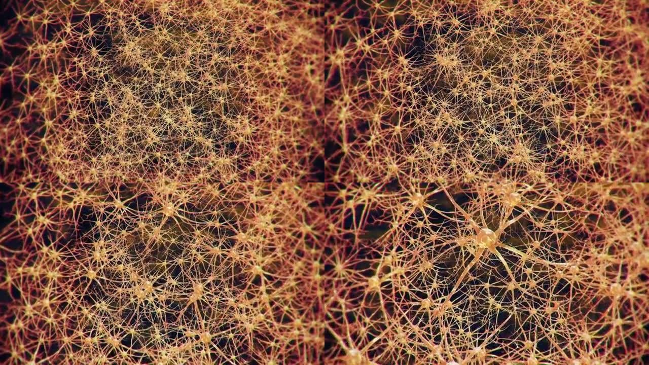 神经元网络活动神经元网络活动