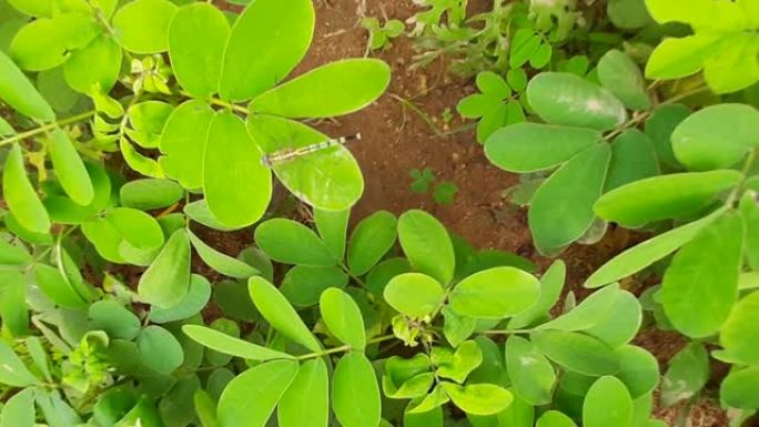 番泻叶 (Senna obtusifolia)，中国番泻叶，美国sicklepod是番泻叶属中的一种
