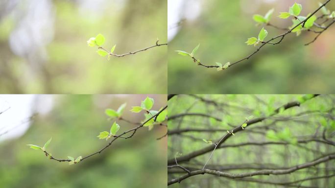 春天新发芽的梧桐树枝