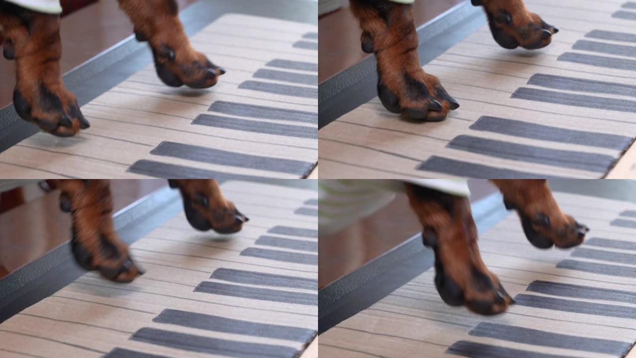 腊肠狗学生学习弹奏钢琴，在桌子上按纸上键盘上绘制的黑白按钮极端特写