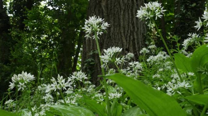 葱属，野蒜，野蒜，野牛，ramsons，buckrams，阔叶蒜，木蒜，熊韭菜或熊蒜。