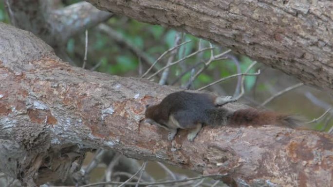 松鼠在自然界中吃树皮