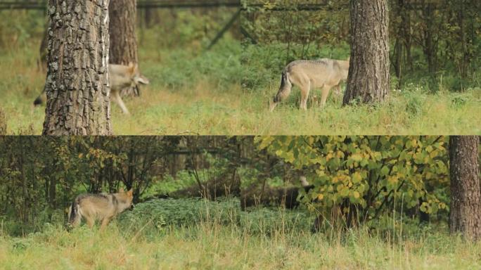 白俄罗斯。森林欧亚狼犬红斑狼疮在秋季森林中奔跑