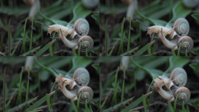 两只可爱的螺旋螺旋蜗牛的特写镜头，棕色的角在雨前在夏天慢慢爬行。森林慢慢的野生动物概念。享受生活，不