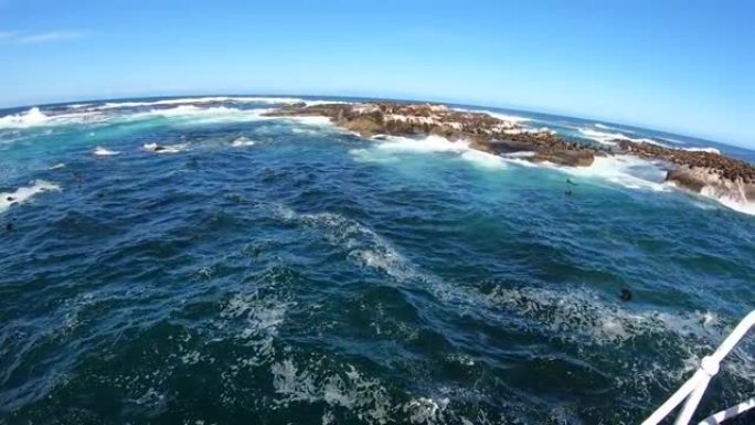 南非开普敦附近的海豹岛乘船旅行野生生物殖民地玩跳跃游泳广角清澈蓝天4k慢动作