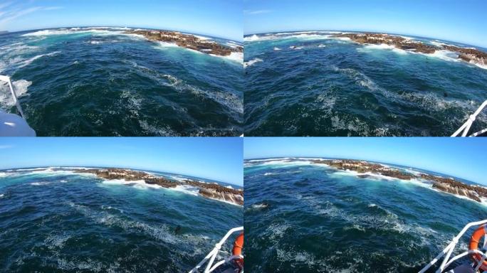 南非开普敦附近的海豹岛乘船旅行野生生物殖民地玩跳跃游泳广角清澈蓝天4k慢动作