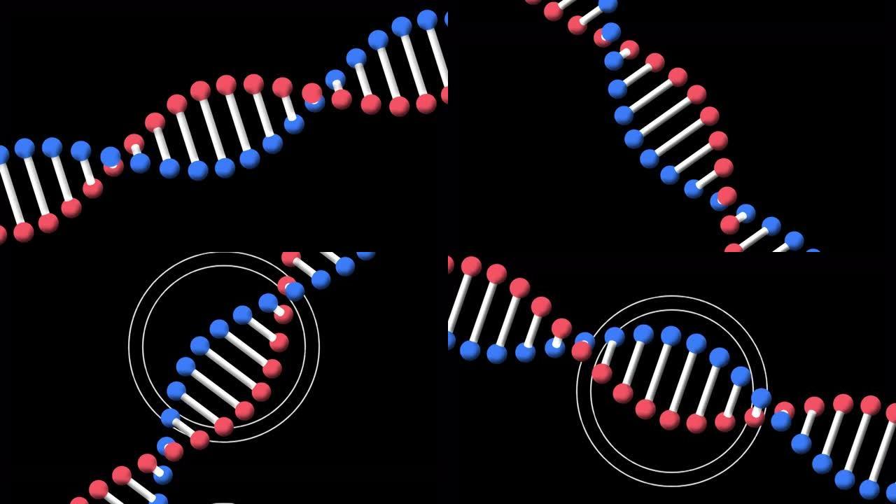 黑色背景上白色圆圈中旋转dna链的动画