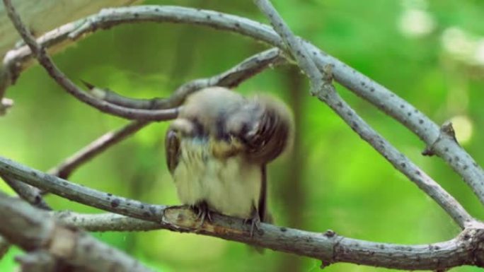 鸟-欧洲的Pied捕蝇器 (Ficedula hypoleuca) 雌性坐在干燥的树枝上并干燥其羽毛
