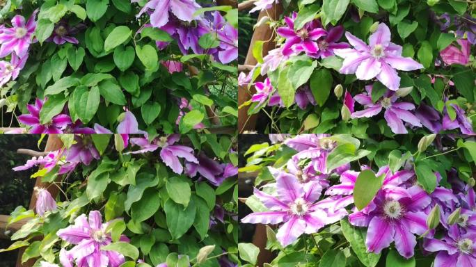 铁线莲。绿色背景上美丽的铁线莲粉色花朵。紫色铁线莲花。粉色铁线莲花