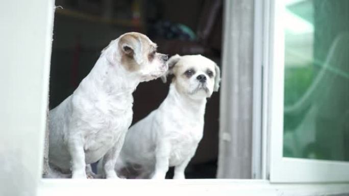 两只西施犬从家里的前门望去