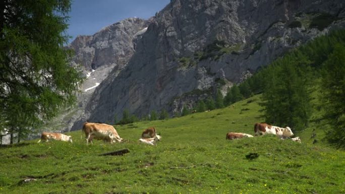 达克斯坦的山牛有机农场奶牛自由生长空气好