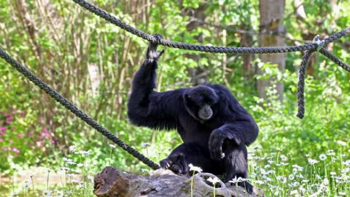 siamang，sympalangus syndactylus是一种树栖黑长臂猿，原产于马来西亚，泰