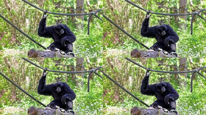 siamang，sympalangus syndactylus是一种树栖黑长臂猿，原产于马来西亚，泰