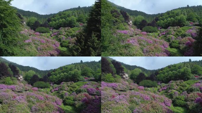 彩色和花卉谷的鸟瞰图，春天的大自然。用粉红色，紫色，紫色，绿色植物飞越盛开的山峰。慢动作