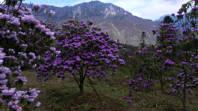 都江堰龙池高山杜鹃