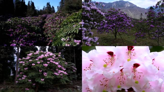 都江堰龙池高山杜鹃