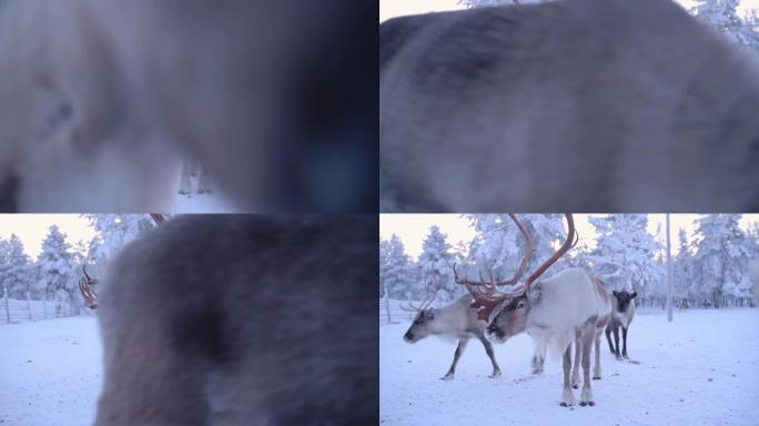 芬兰拉普兰的一片白雪皑皑的森林附近的驯鹿群