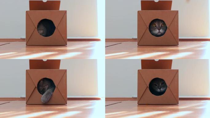 肥胖的英国短毛猫在纸板箱外吃干粮