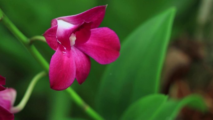 红色石斛兰花红色花朵粉色花朵