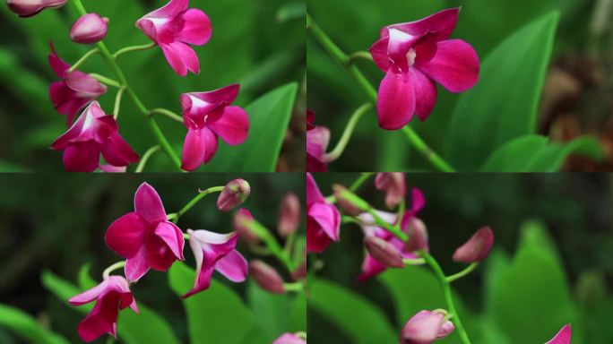 红色石斛兰花红色花朵粉色花朵