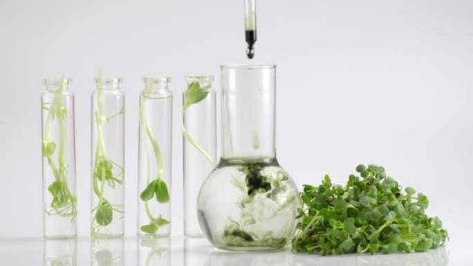 将叶绿素提取物倒入玻璃中的纯净水中，以白色灰色背景和微绿色或从有机植物种子中发芽的生活发芽蔬菜的芽。