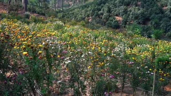 山坡上的Xerochrysum bracteatum花田盛开