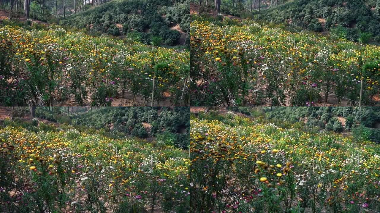 山坡上的Xerochrysum bracteatum花田盛开