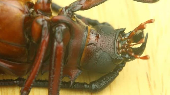 长角甲虫死在地面上