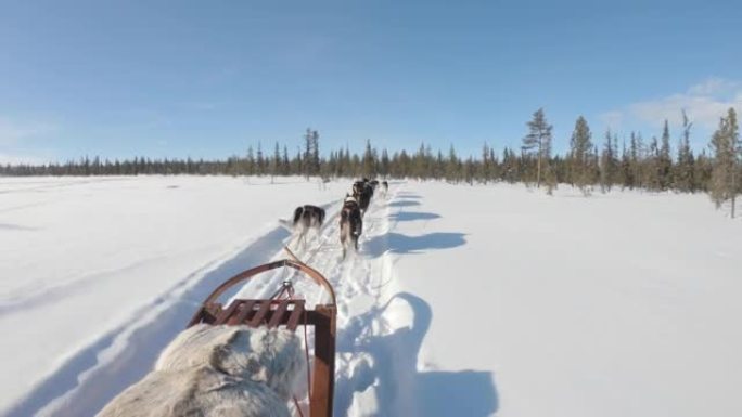 在瑞典，一群沙哑的雪橇犬拉着雪橇穿过冬季森林的4k镜头。