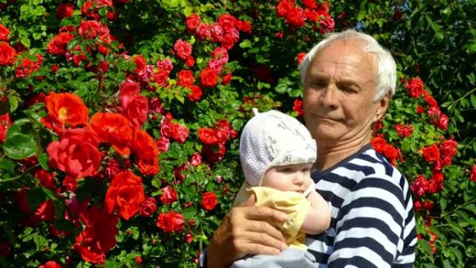 婴儿在祖父的怀里，背景是一丛玫瑰