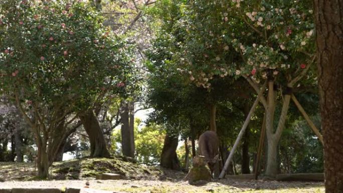 梅花鹿在日本奈良公园自由生活。春季期间的日本