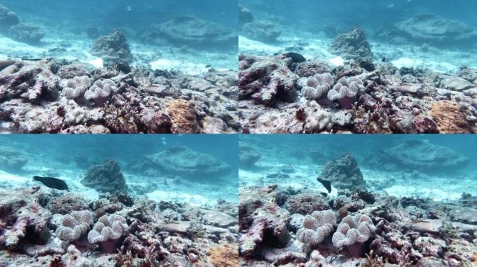 人造珊瑚礁上生长的小珊瑚