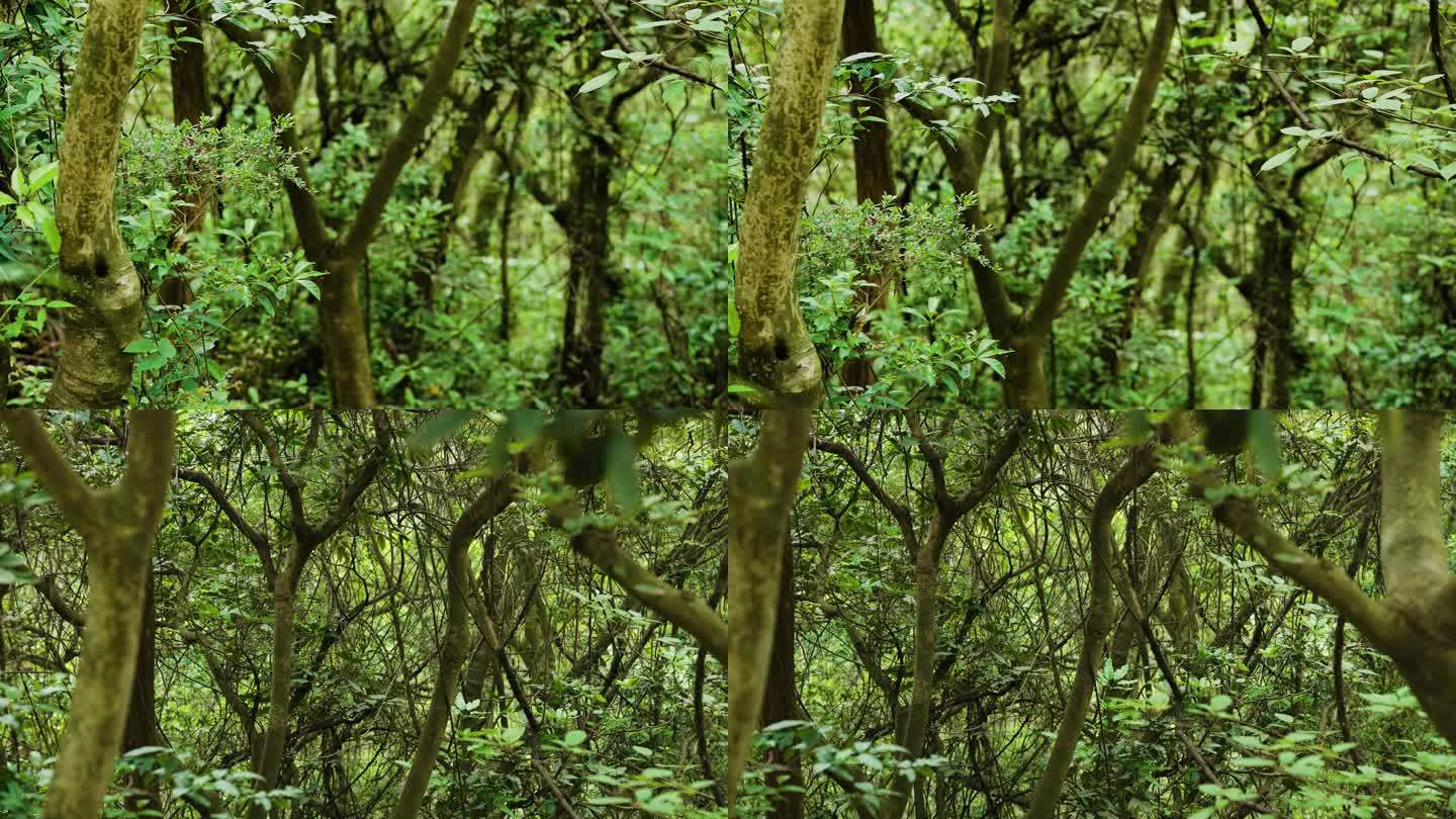 4K原创森林背景素材