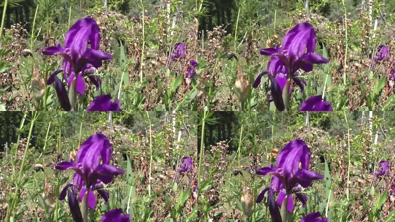 鸢尾属 (Iris) 是多年生根状植物的一个属。虹膜遍布各大洲。该属包含约800种，具有丰富的形状和