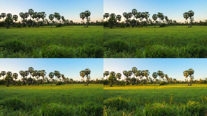 泰国农村地区日出时亚洲糖棕榈树的延时录像。