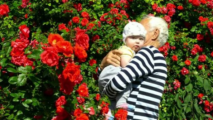 小男孩被曾祖父抱在怀里，背景是玫瑰花丛