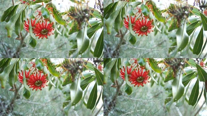 火轮树红花，美国加利福尼亚州。澳大利亚白木橡木，stenocarpus sinuatus不寻常的独特