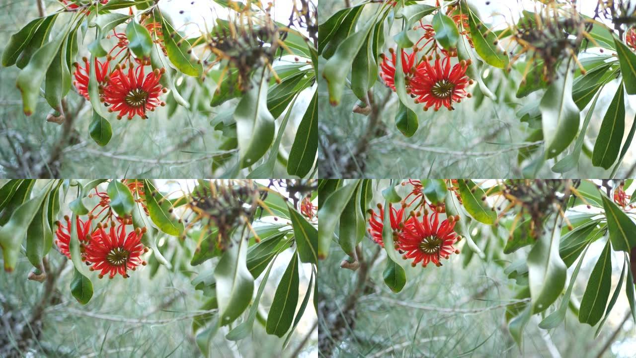 火轮树红花，美国加利福尼亚州。澳大利亚白木橡木，stenocarpus sinuatus不寻常的独特