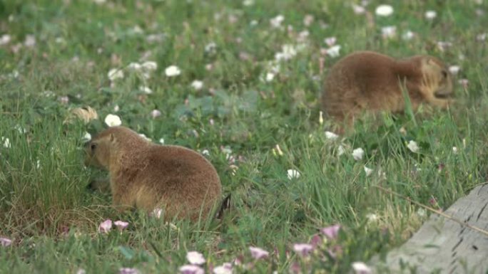 野生黑尾草原土拨鼠吃草熊溪湖公园科罗拉多州莱克伍德