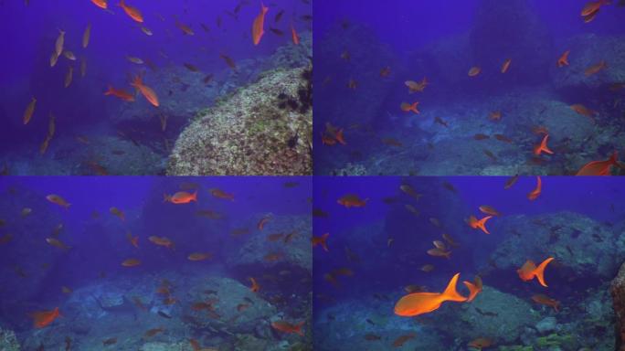 天然海洋水族馆水下海底鱼群中的锤头鲨。