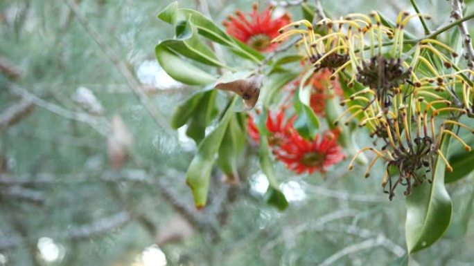 火轮树红花，美国加利福尼亚州。澳大利亚白木橡木，stenocarpus sinuatus不寻常的独特