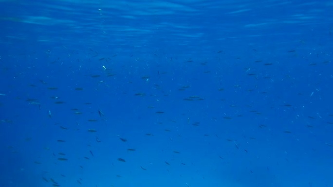 大量的小鱼在蓝色水面下游泳。海洋中的水下生命