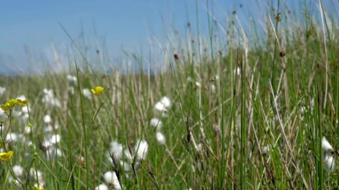 高尔半岛的沼泽和沼泽上生长的白色棉草的4k镜头