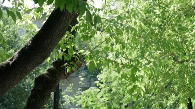 绿色树枝在夏天飞落的背景上。选择性聚焦